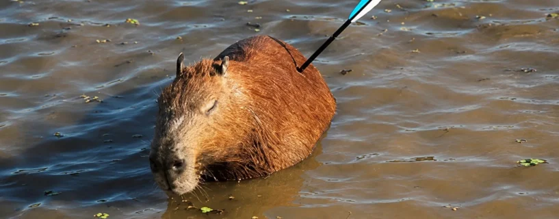 Capivara ferida por flecha é resgatada e levada para atendimento especializado em São Paulo